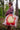 shopper | lemon tree | flower